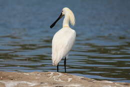 Image of spoonbill, eurasian spoonbill