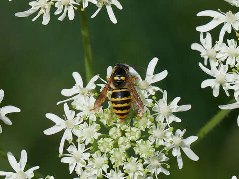 Image of Dolichovespula sylvestris (Scopoli 1763)