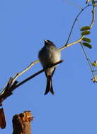 Image de Drongo à ventre blanc