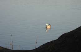 Image of Ruddy Shelduck