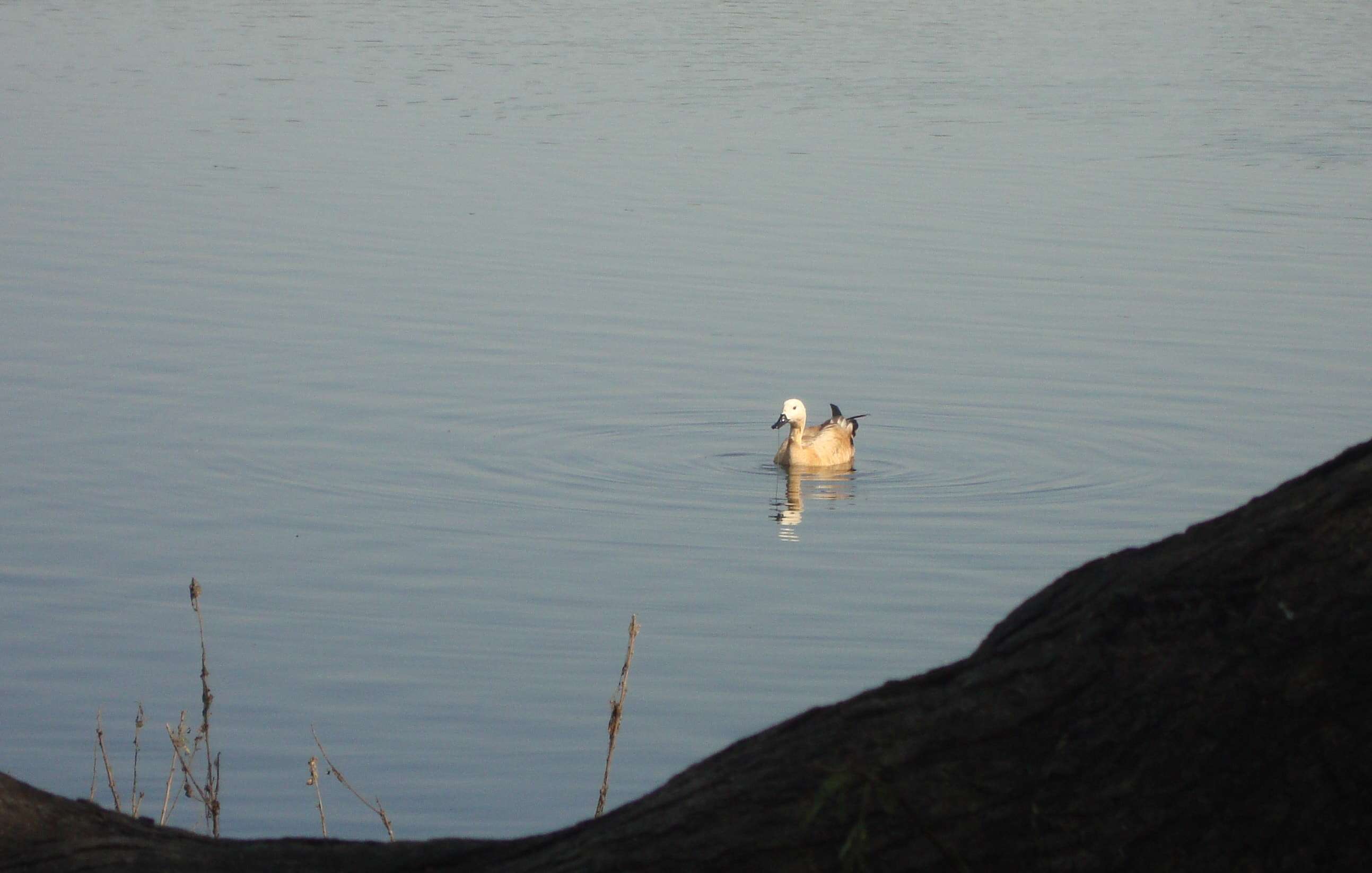 Image of Ruddy Shelduck