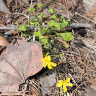 Imagem de Oxalis priceae subsp. colorea (Small) Eiten