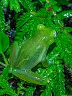 Image of Dwarf Glassfrog