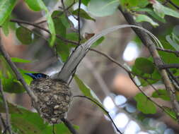 Image of Asian Paradise-Flycatcher