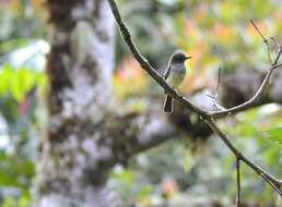 Image of Pale-edged Flycatcher