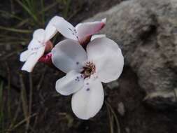 Image of Disa fasciata Lindl.