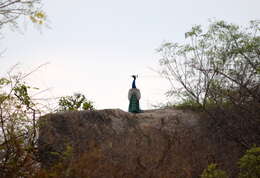 Image of Asiatic peafowl