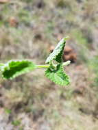 Imagem de Stachys natalensis var. natalensis