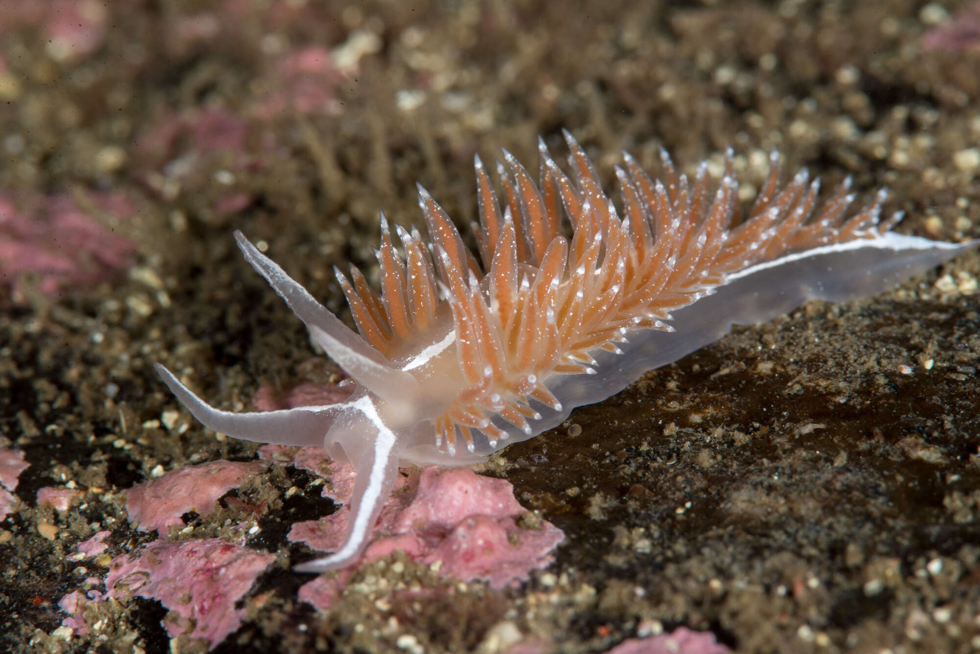 Coryphella monicae (Korshunova, Martynov, Bakken, Evertsen, Fletcher, Mudianta, Saito, Lundin, Schrödl & Picton 2017) resmi