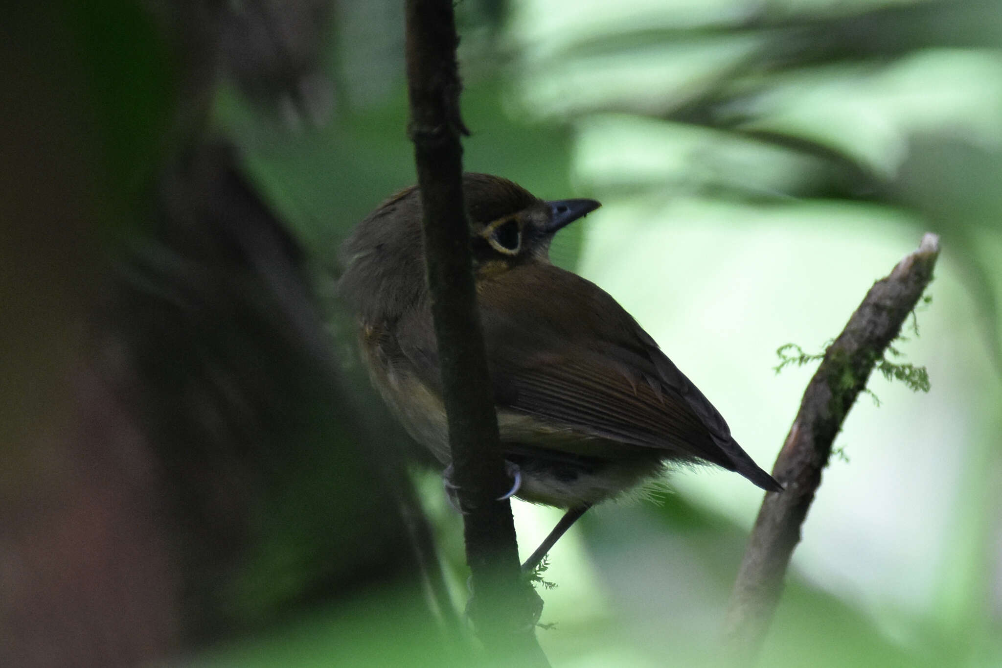 Image of White-throated Spadebill