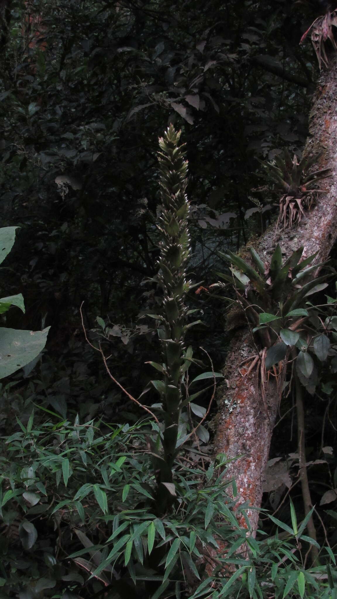 Imagem de Tillandsia pastensis André