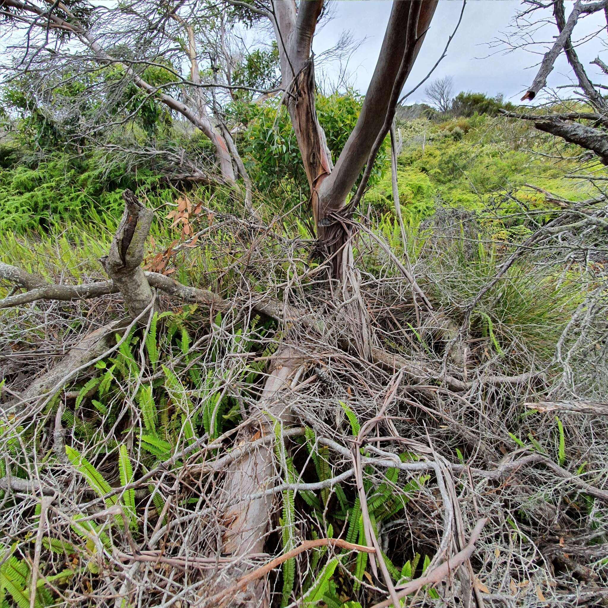 صورة Eucalyptus obstans L. A. S. Johnson & K. D. Hill