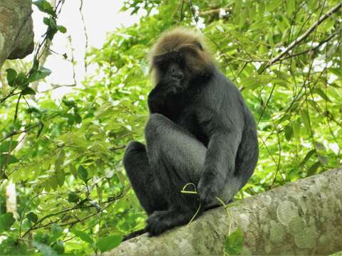 صورة Semnopithecus johnii (J. Fischer 1829)