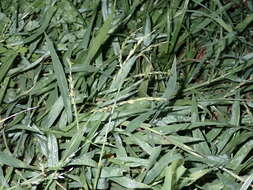 Image of Thurston grass