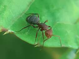 Plancia ëd Camponotus rectangularis willowsi Wheeler 1933