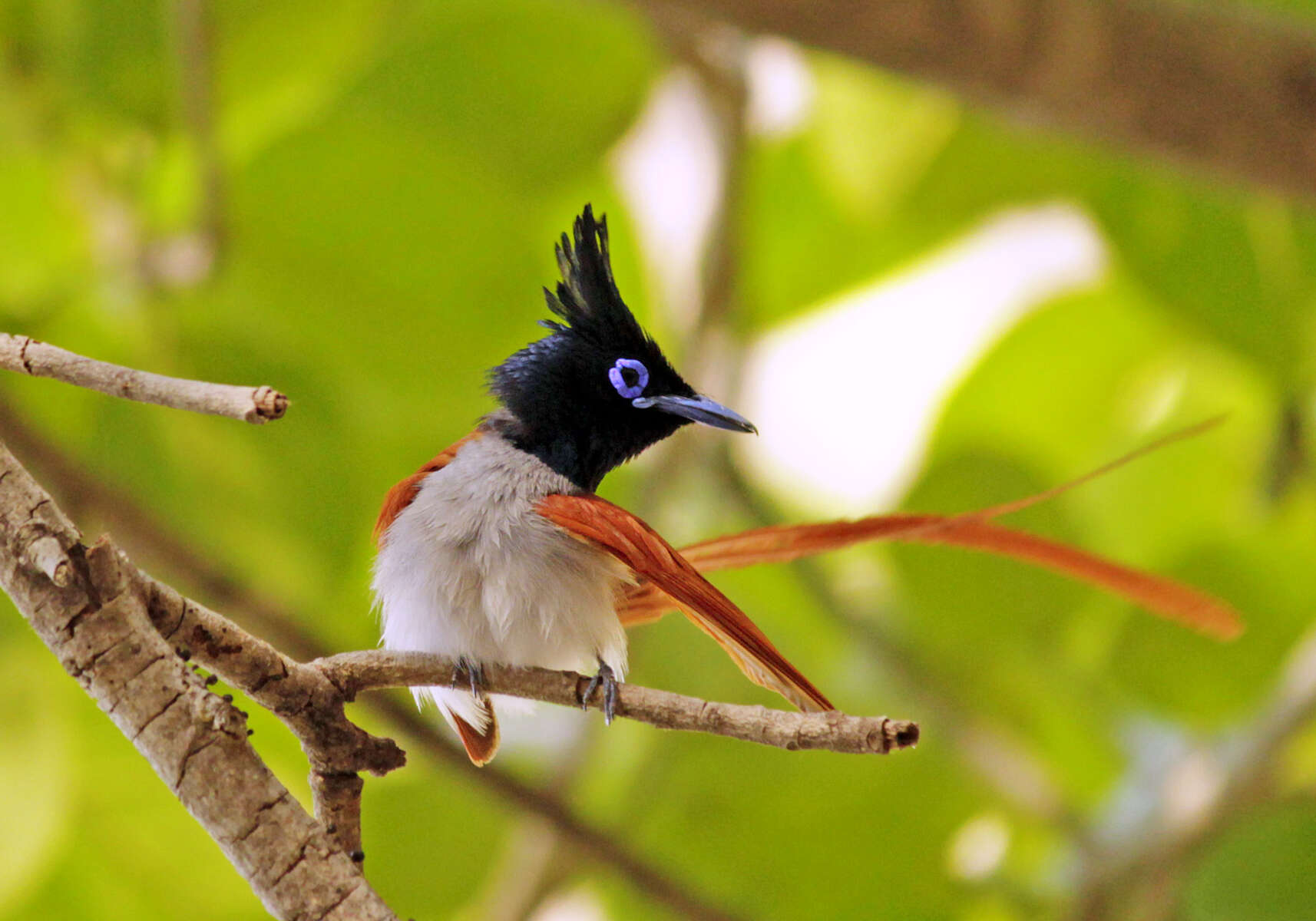 Image of Asian Paradise-Flycatcher