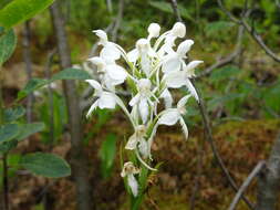 Image de Platanthera blephariglottis (Willd.) Lindl.