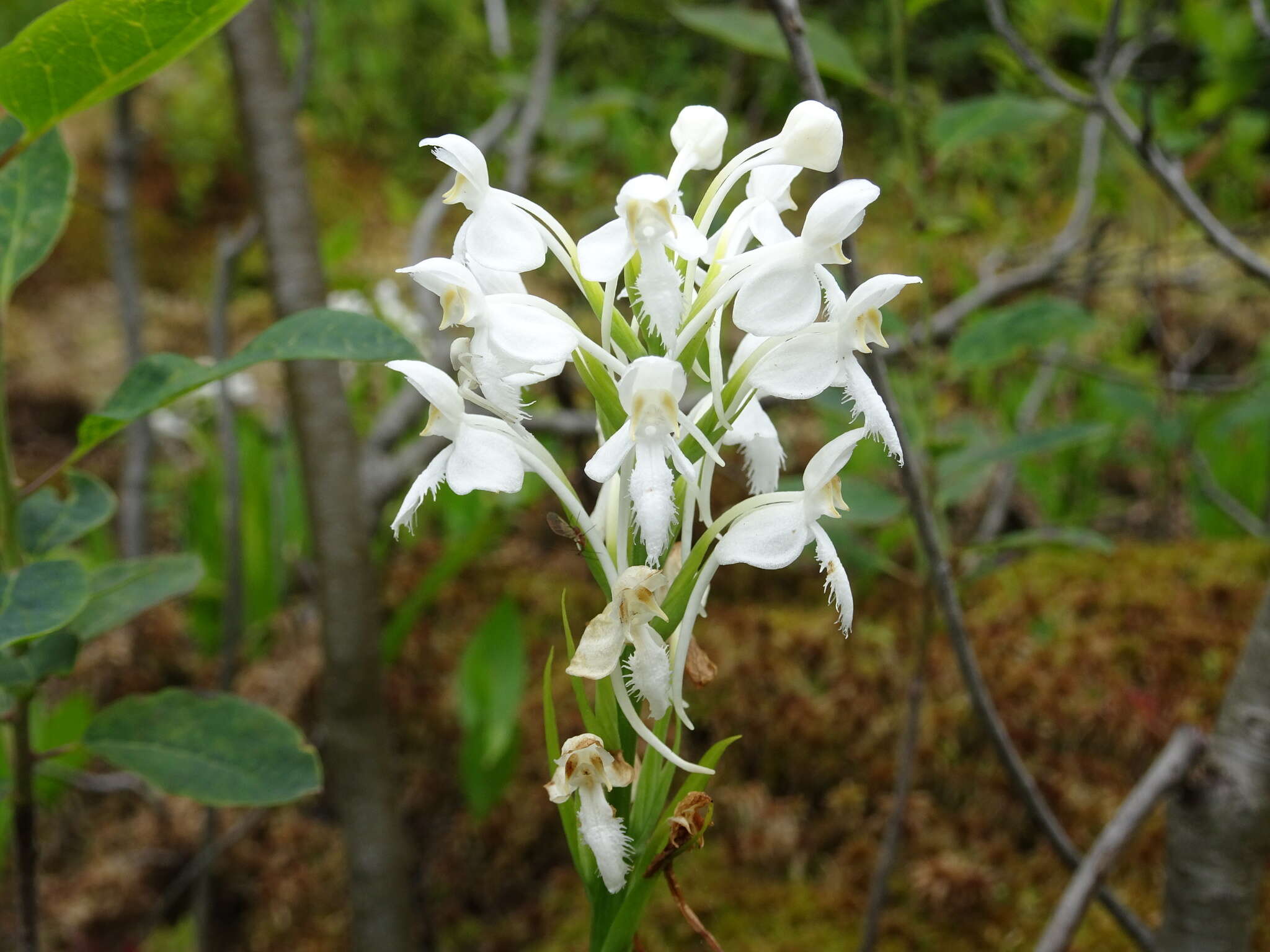 Image de Platanthera blephariglottis (Willd.) Lindl.