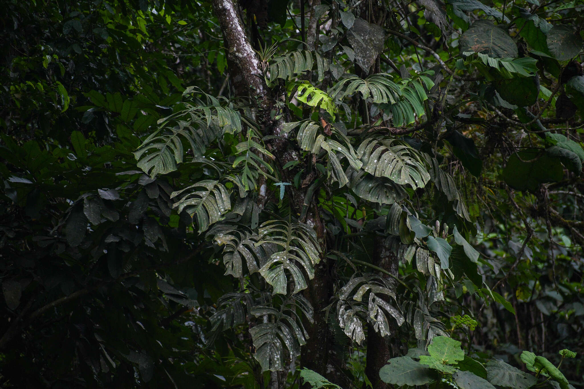 Image of Monstera tenuis K. Koch