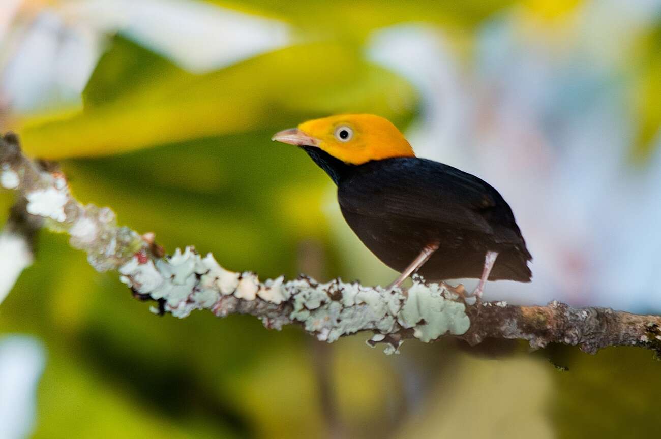 Image of Golden-headed Manakin