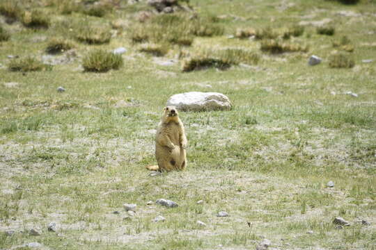 Image of Himalayan Marmot