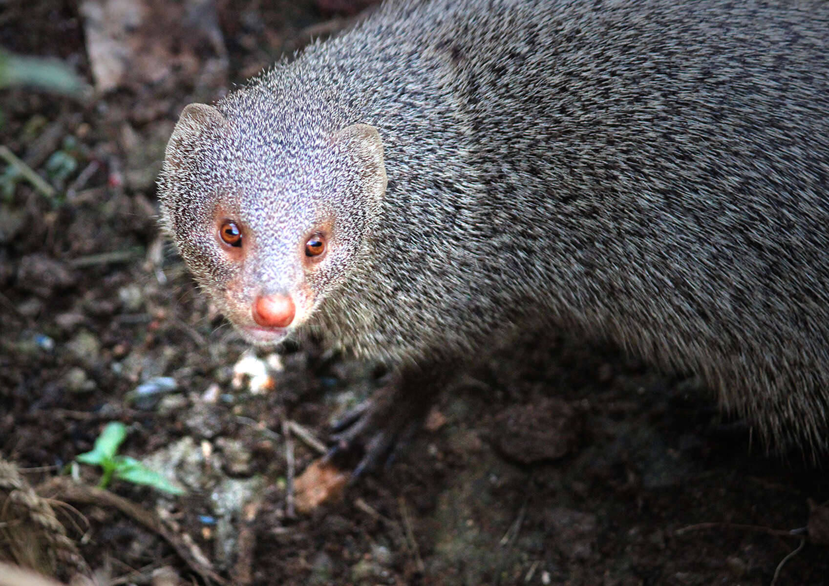 Image of Indian Gray Mongoose