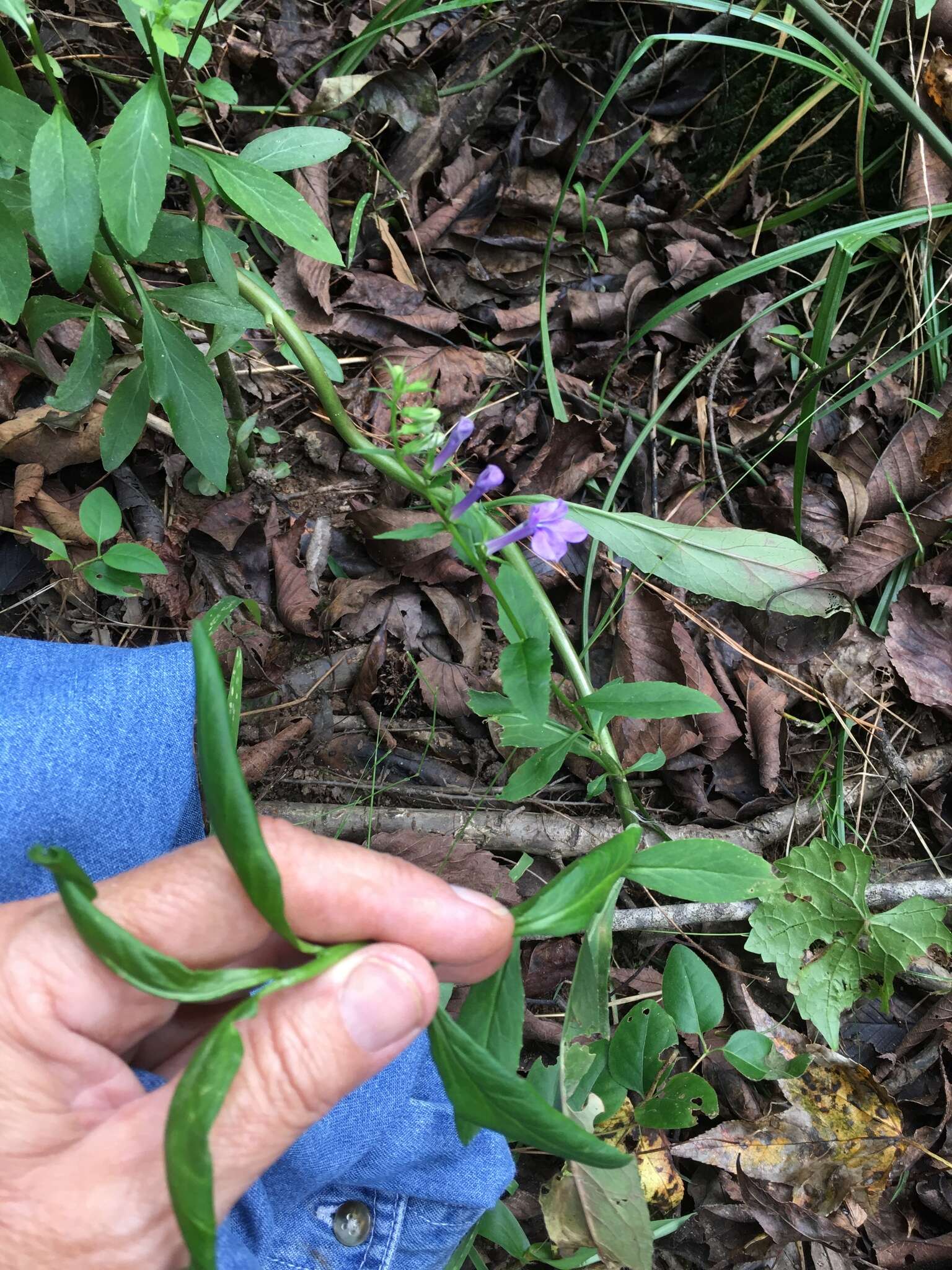 Image of southern lobelia