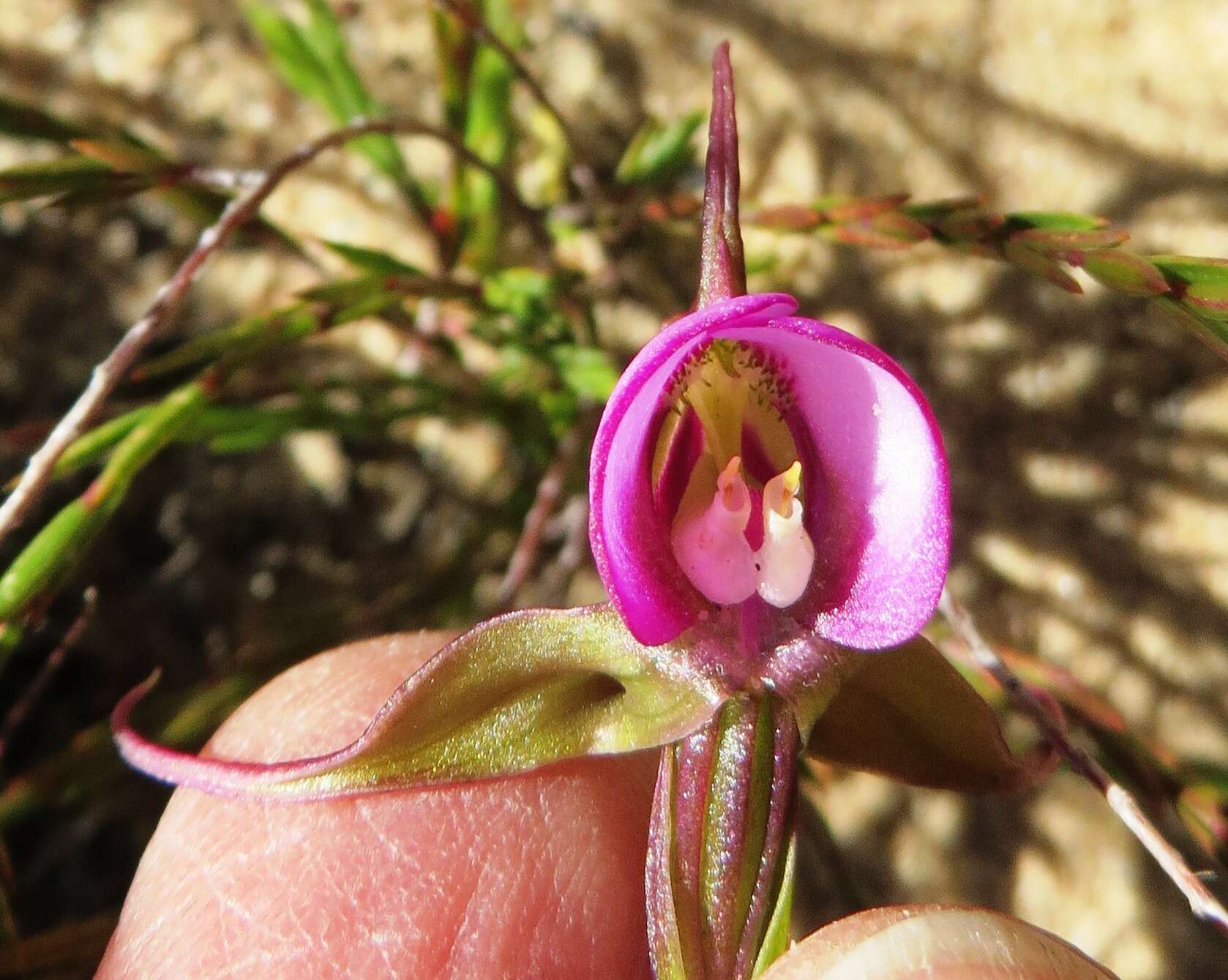 Image of Disperis capensis var. capensis