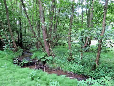 Image of Wood Horsetail