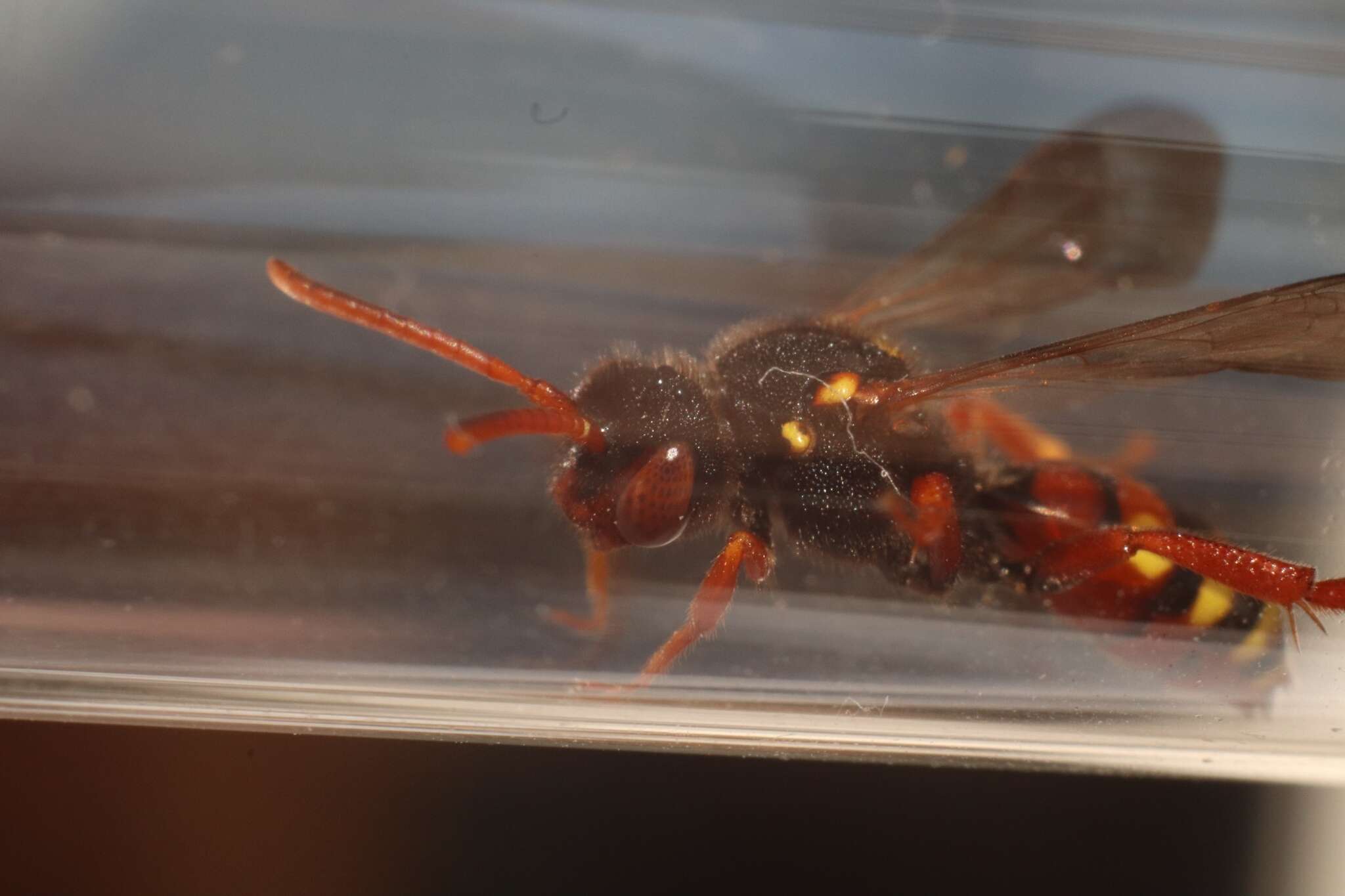 Image of Nomada bifasciata Olivier 1811