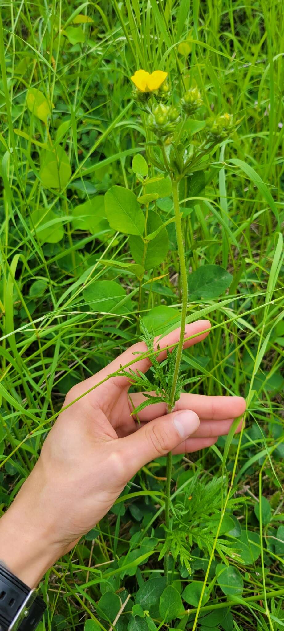 Слика од Potentilla gracilis var. flabelliformis (Lehm.) Nutt.