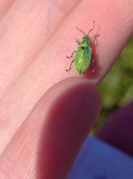 Plancia ëd Phyllobius (Phyllobius) thalassinus Gyllenhal 1834