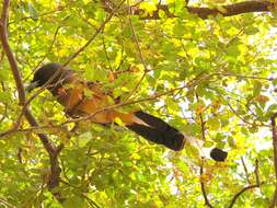 Image of Rufous Treepie