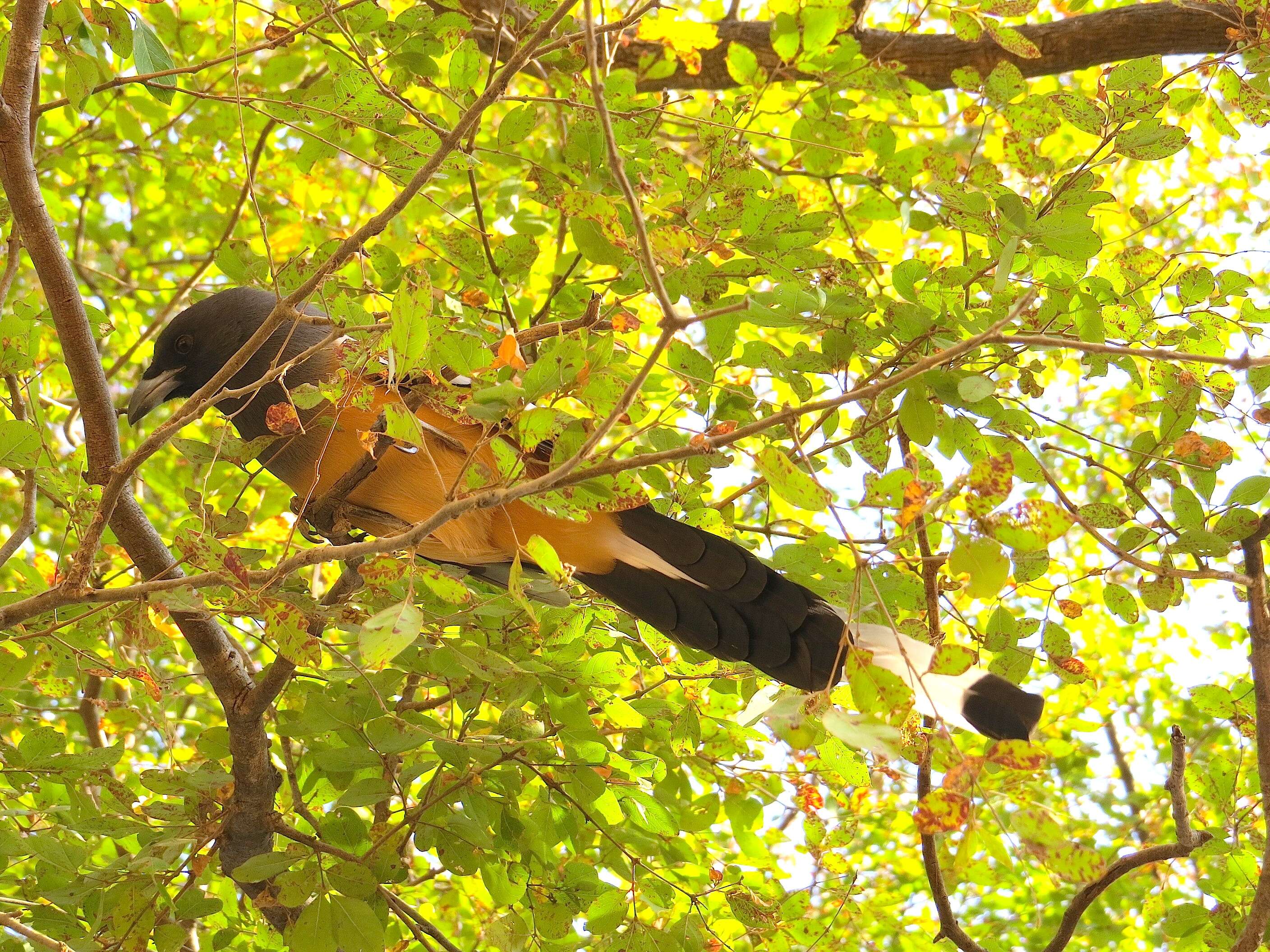 Image of Rufous Treepie