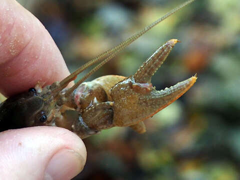 Imagem de Cambarus bartonii cavatus Hay 1902