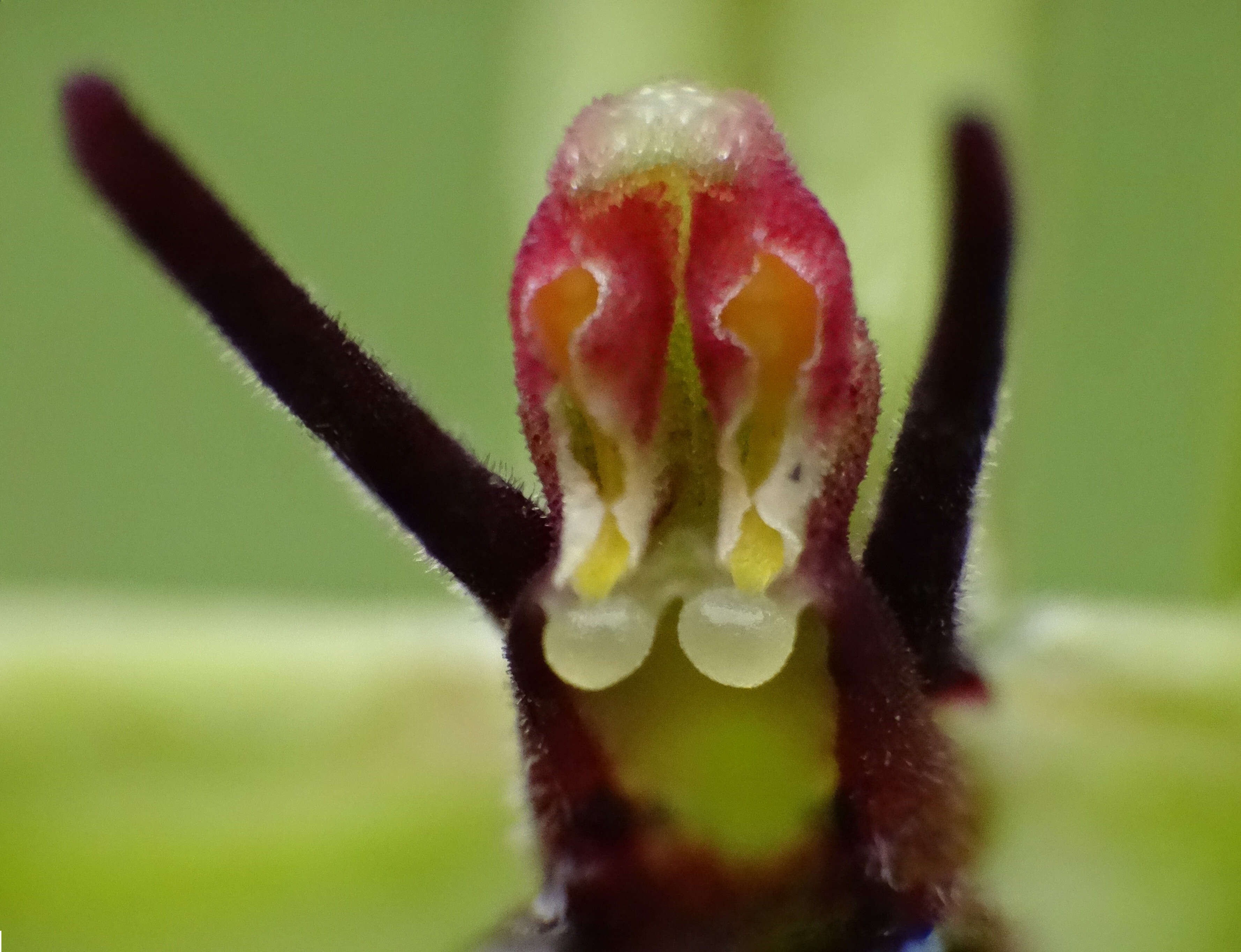 Image of Fly orchid