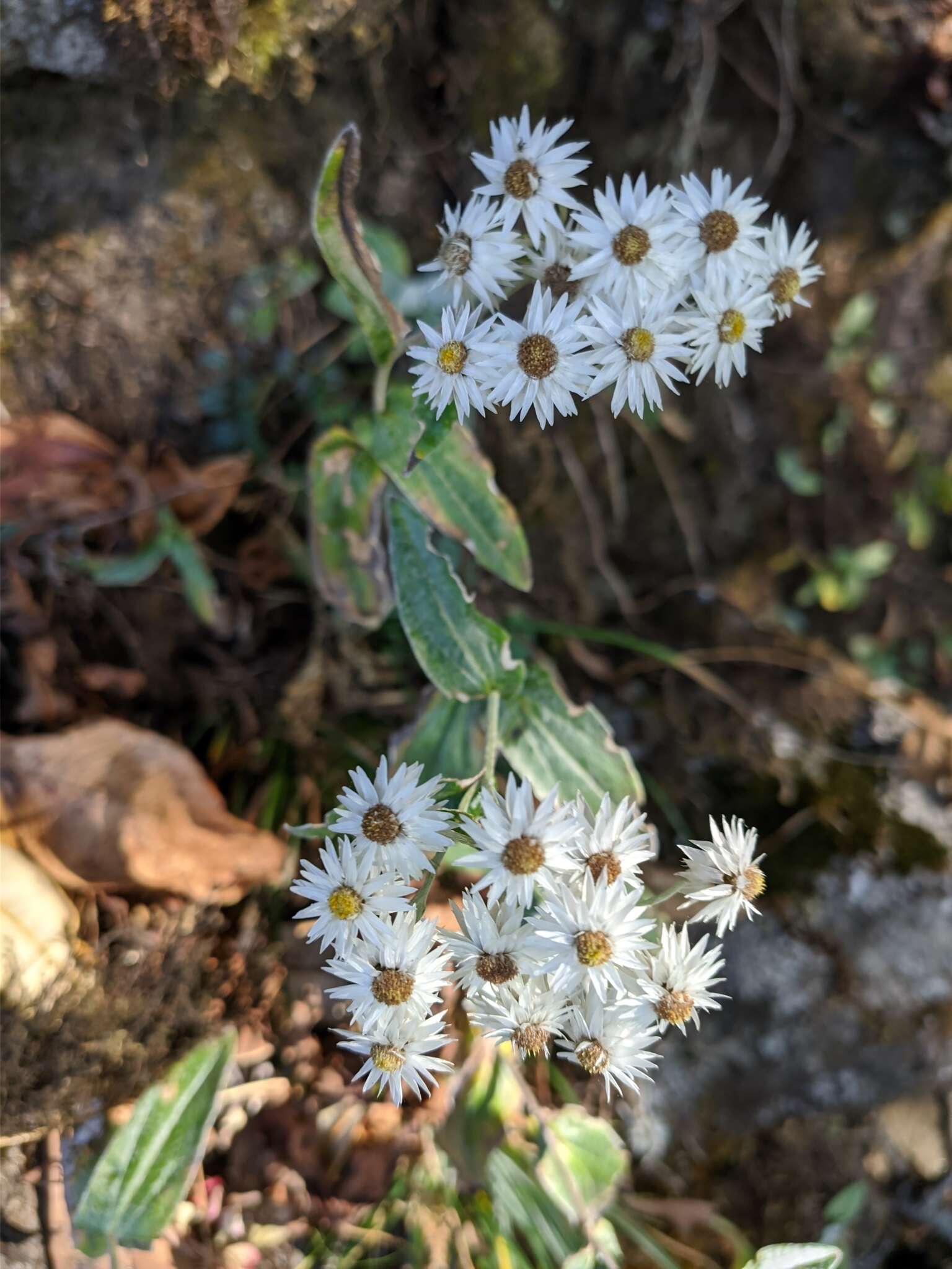 Image of Three-nerved Pearly Everlasting