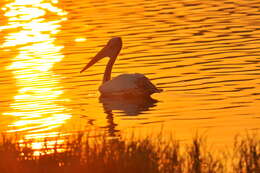 صورة Pelecanus philippensis Gmelin & JF 1789