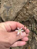 Image of Triteleia lilacina Greene