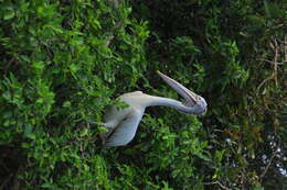 Image of Grey Pelican