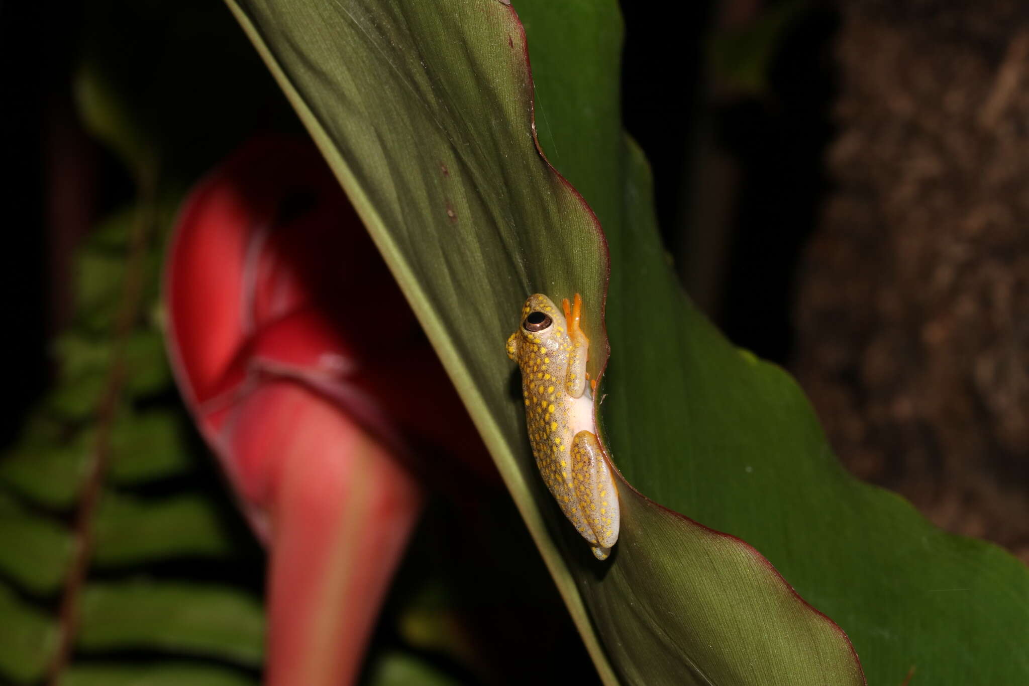 Imagem de Heterixalus alboguttatus (Boulenger 1882)