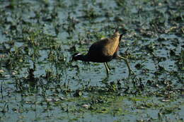 Image of Metopidius Wagler 1832