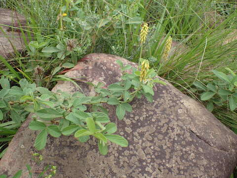 Image of Eriosema parviflorum subsp. parviflorum