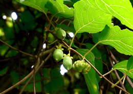 Image of silver vine