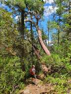 Image of Arbutus xalapensis var. texana (S. F. Buckley) A. Gray