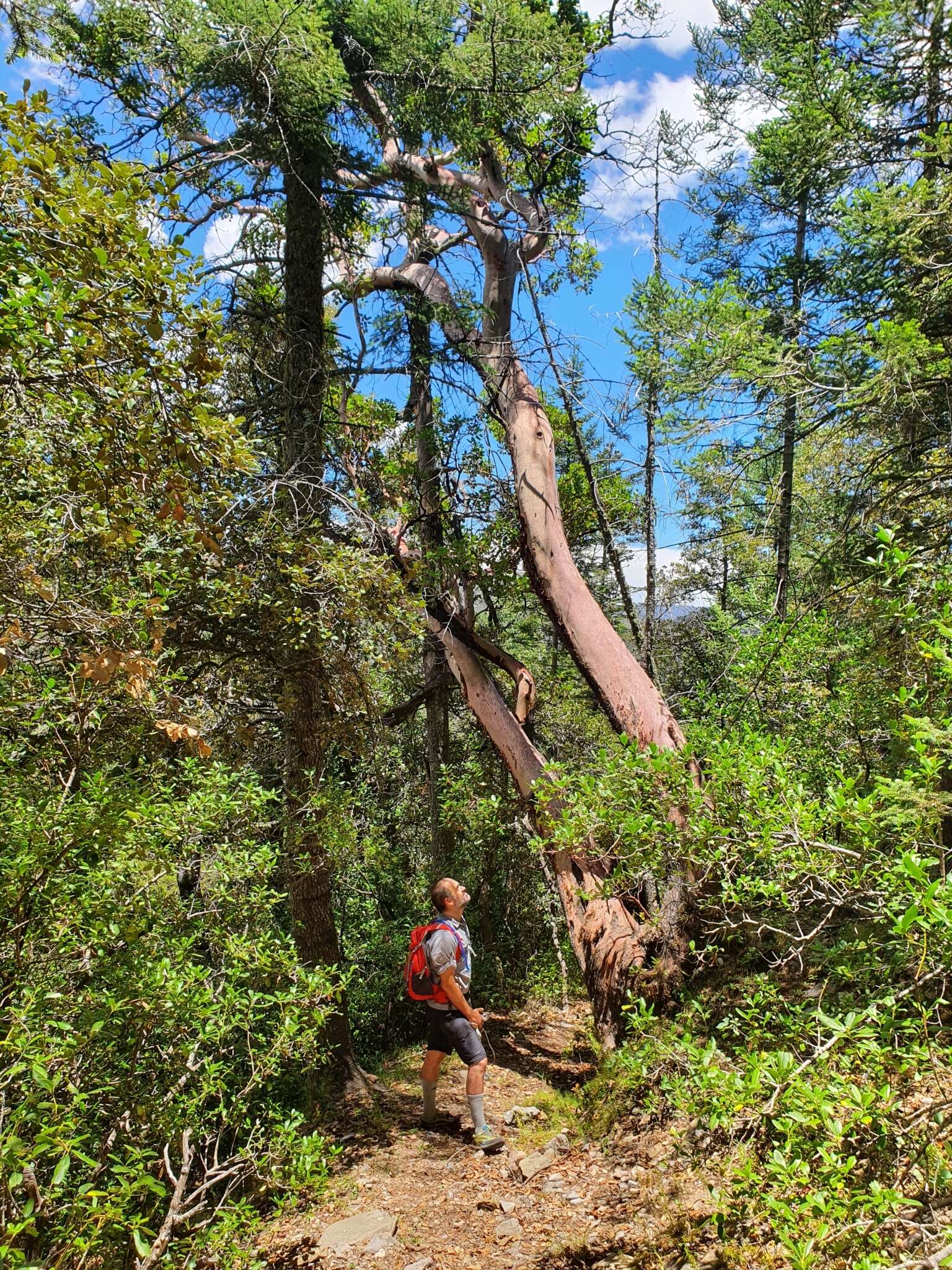 Image of Arbutus xalapensis var. texana (S. F. Buckley) A. Gray