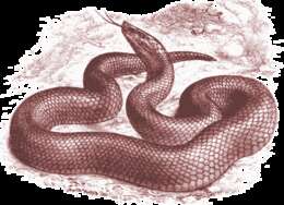 Image of Günther's black snake