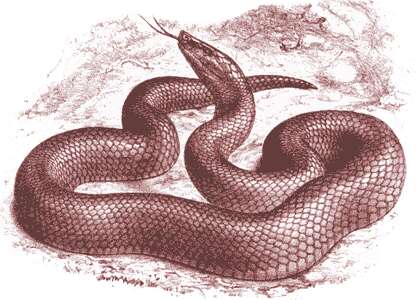 Image of Günther's black snake