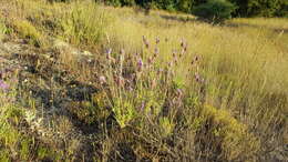 Imagem de Lavandula pedunculata (Mill.) Cav.