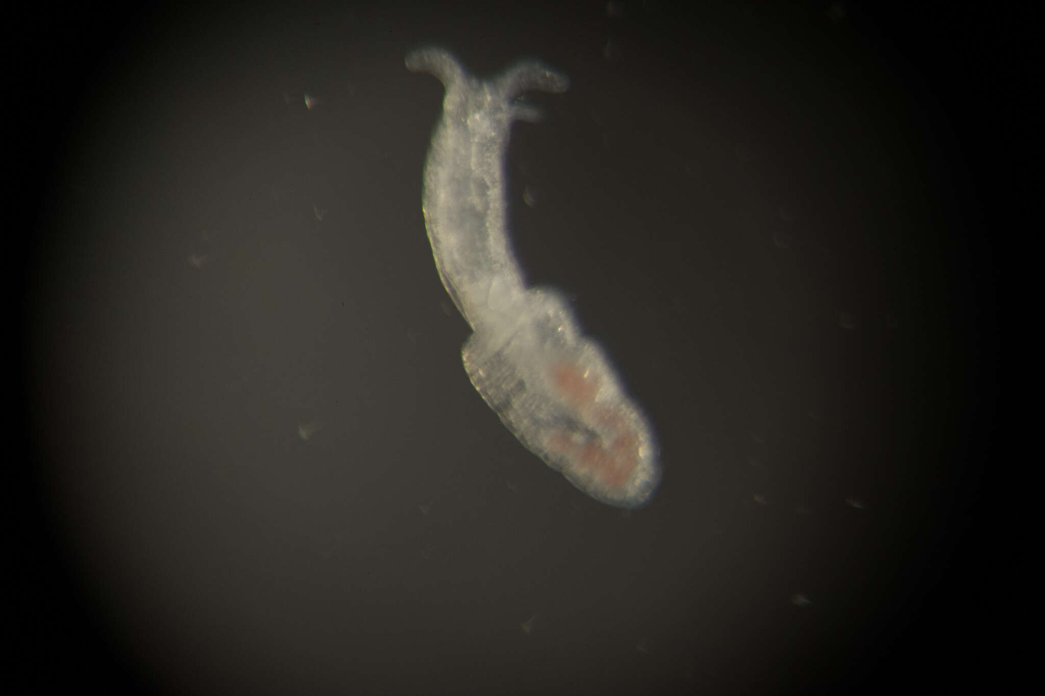 Image of Microhedyle nahantensis (Doe 1974)